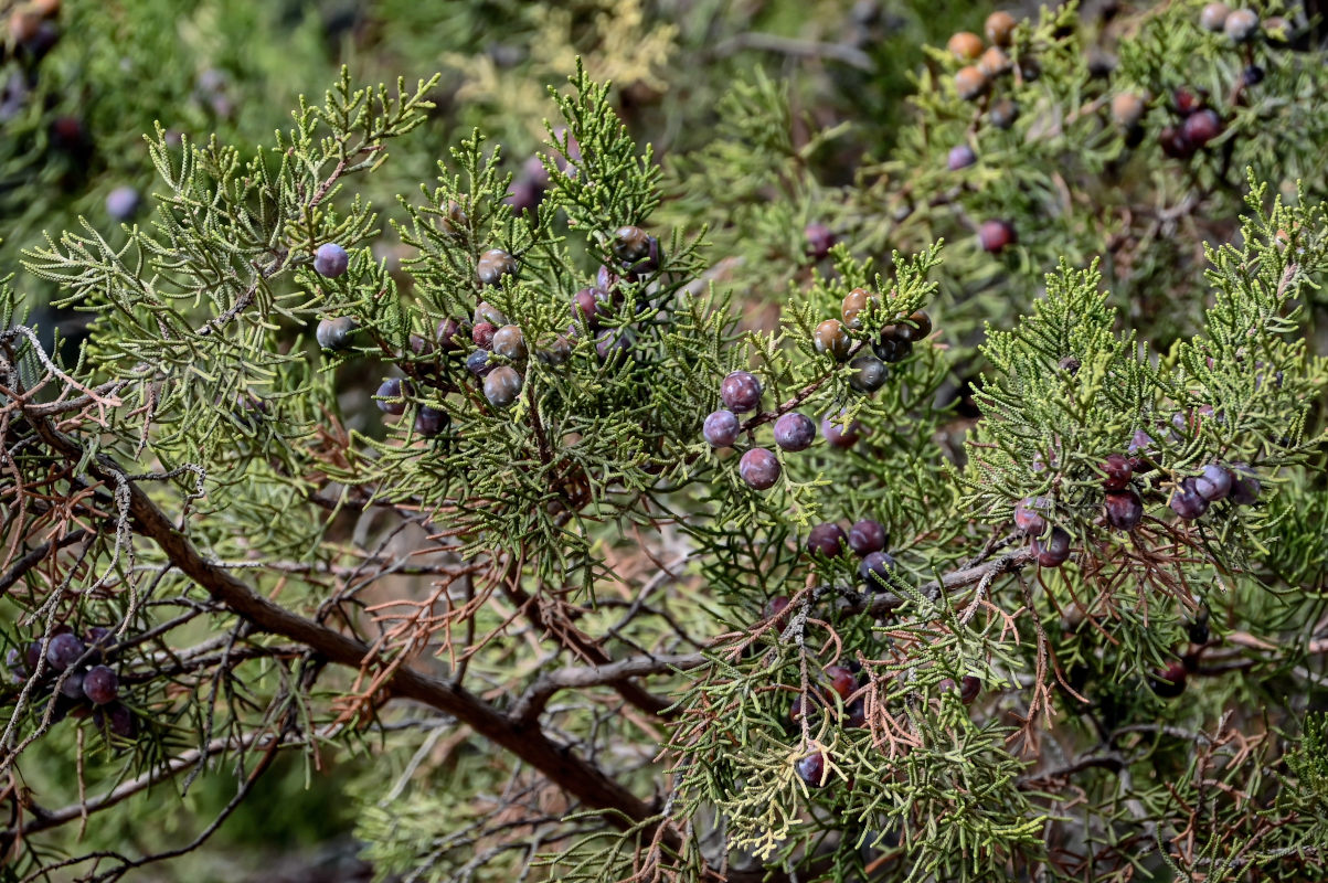 Изображение особи Juniperus phoenicea.