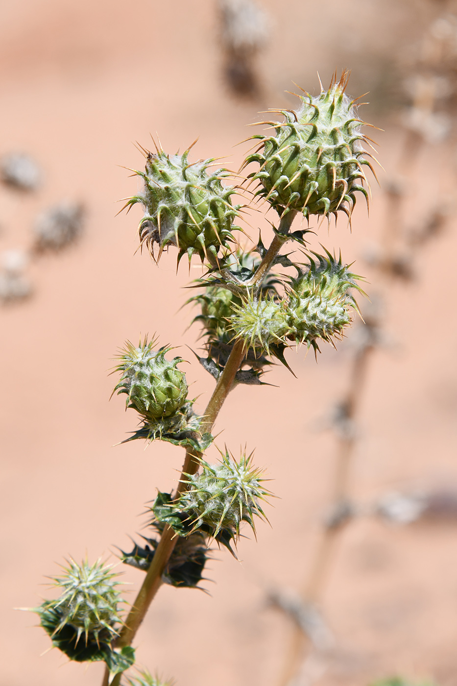 Image of Cousinia affinis specimen.