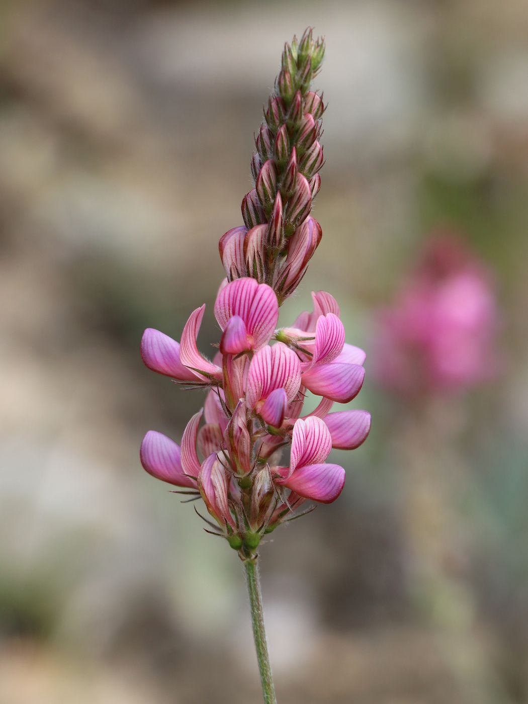 Image of Onobrychis arenaria specimen.