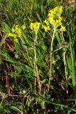 Alyssum calycocarpum