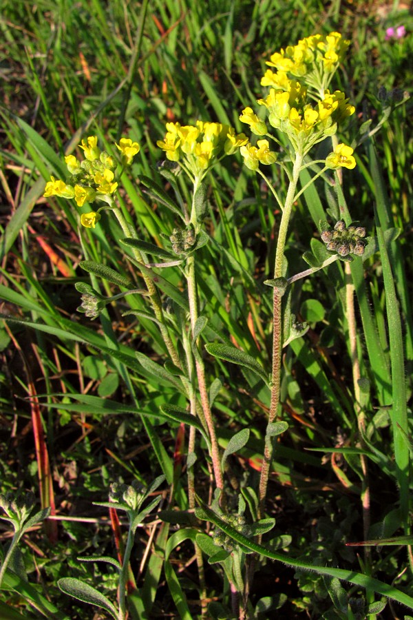 Image of Alyssum calycocarpum specimen.