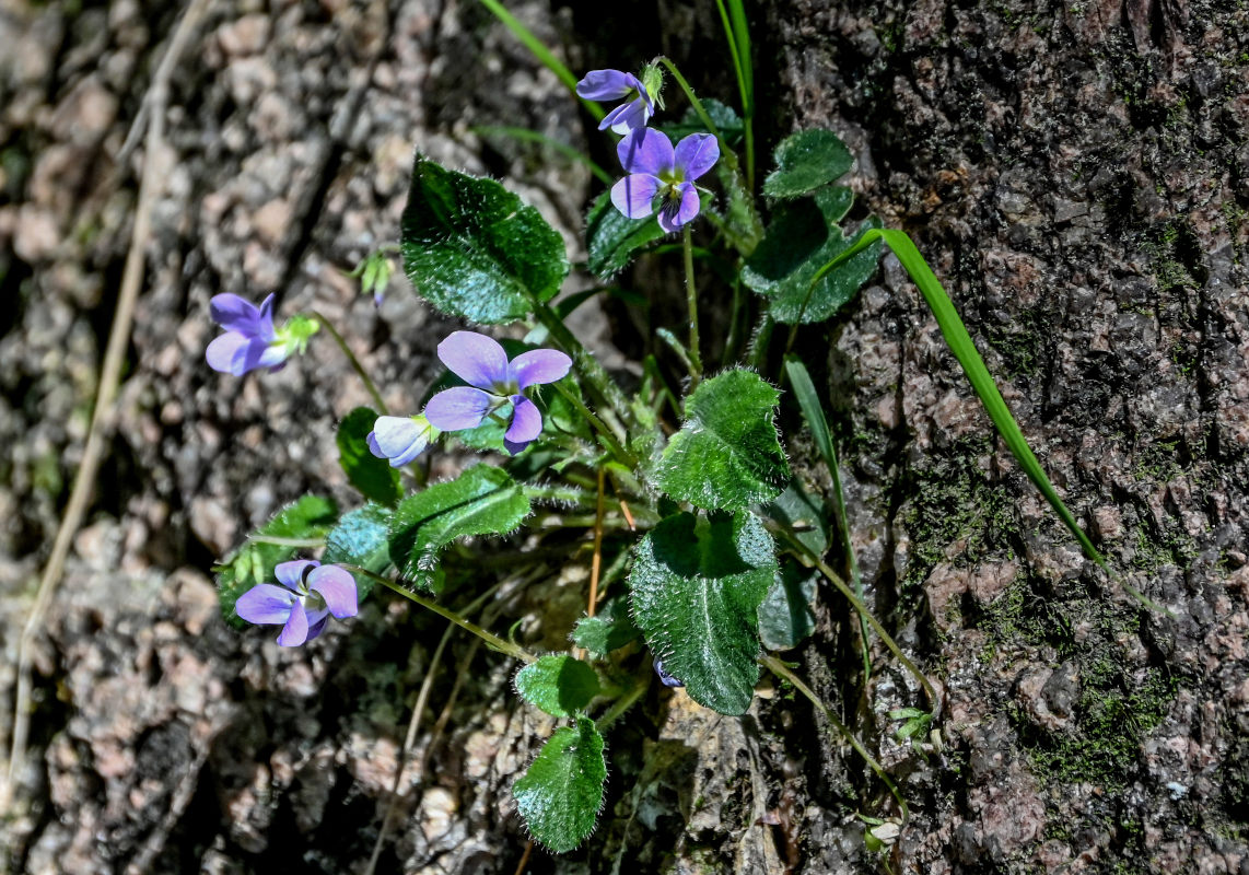 Изображение особи Viola lucens.
