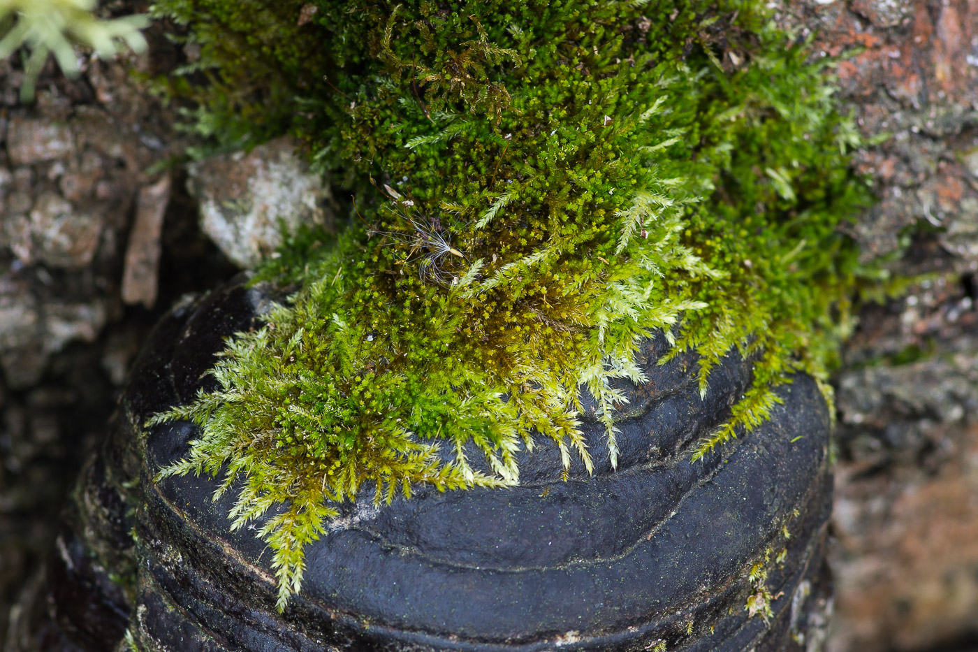 Изображение особи Platygyrium repens.