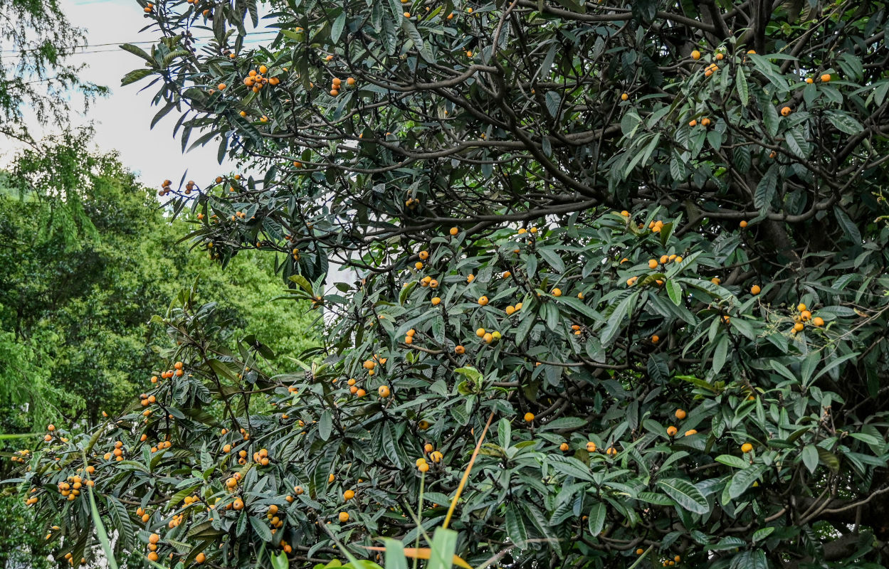 Изображение особи Eriobotrya japonica.