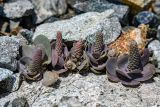 Orostachys malacophylla. Растения с развивающимися цветоносами среди камней. Приморский край, Ольгинский-р-н, мыс Низменный, оз. Северное, прибрежные скалы. 18.09.2019.