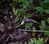 род Arum. Нижняя часть цветущего растения. Республика Адыгея, Майкопский р-н, ущ. р. Аминовка, 50 м ниже водопада Аминовский, широколиственный лес. 5 мая 2025 г.