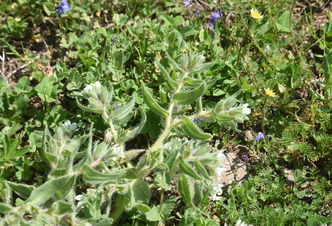 Image of genus Nonea specimen.