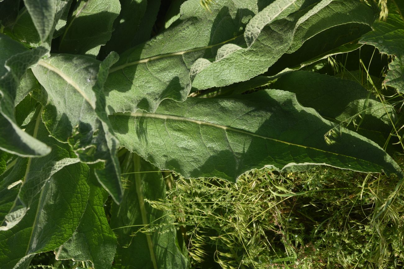 Image of genus Verbascum specimen.