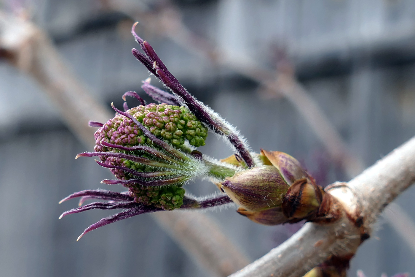 Image of Sambucus sibirica specimen.