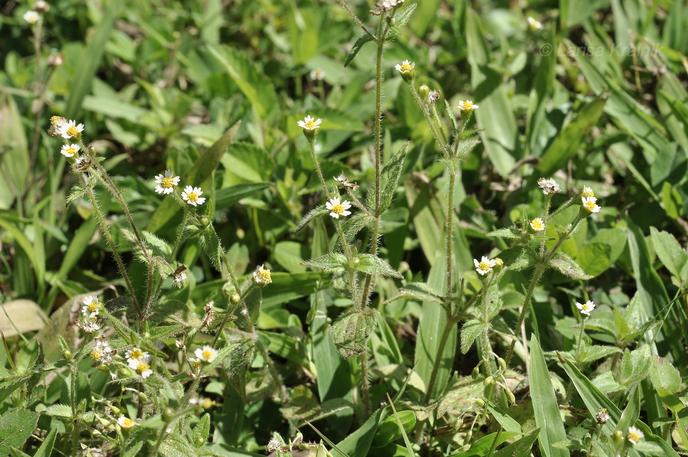 Image of Galinsoga quadriradiata specimen.