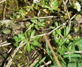 род Erophila. Листья. Республика Адыгея, Майкопский р-н, лев. берег р. Белая, 150 м выше устья руч. Сибирь, обочина дороги в лиственном лесу. 2 апреля 2026 г.