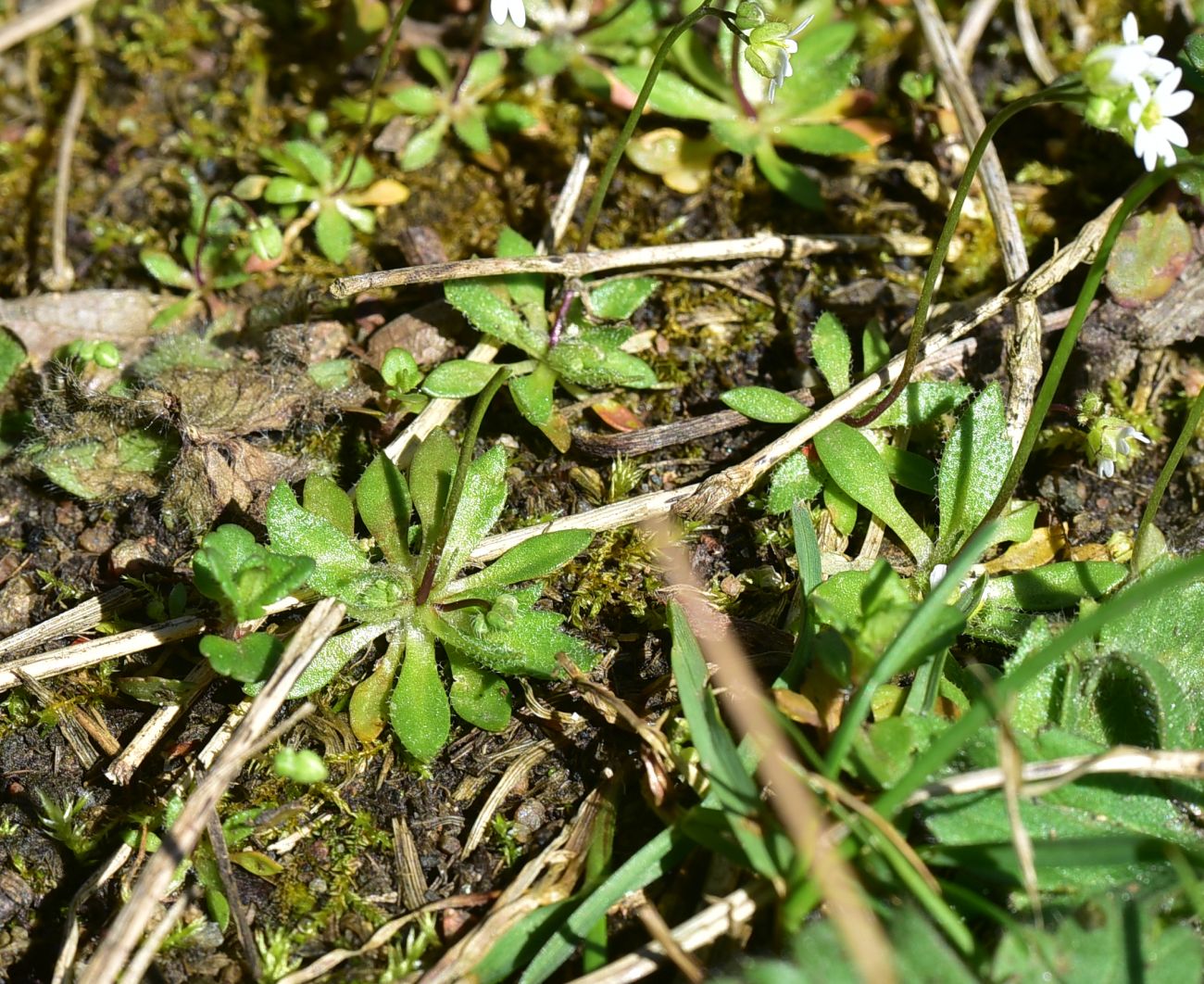 Image of genus Erophila specimen.