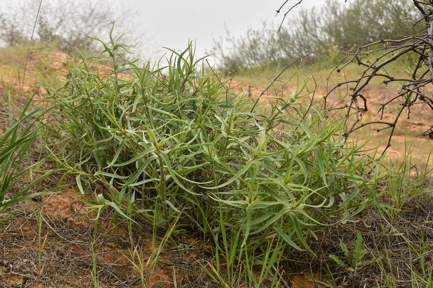 Изображение особи Gypsophila paniculata.