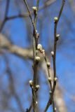 Caragana arborescens. Побеги с проснувшимися почками. Санкт-Петербург, Дудергофские высоты, поляна близ вершины среди широколиственного леса. 21.04.2026.