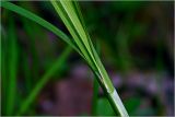Carex acuta. Часть побега с основаниями листьев. Московская обл., Раменский р-н, окр. дер. Хрипань, садовый участок. 17.05.2026.