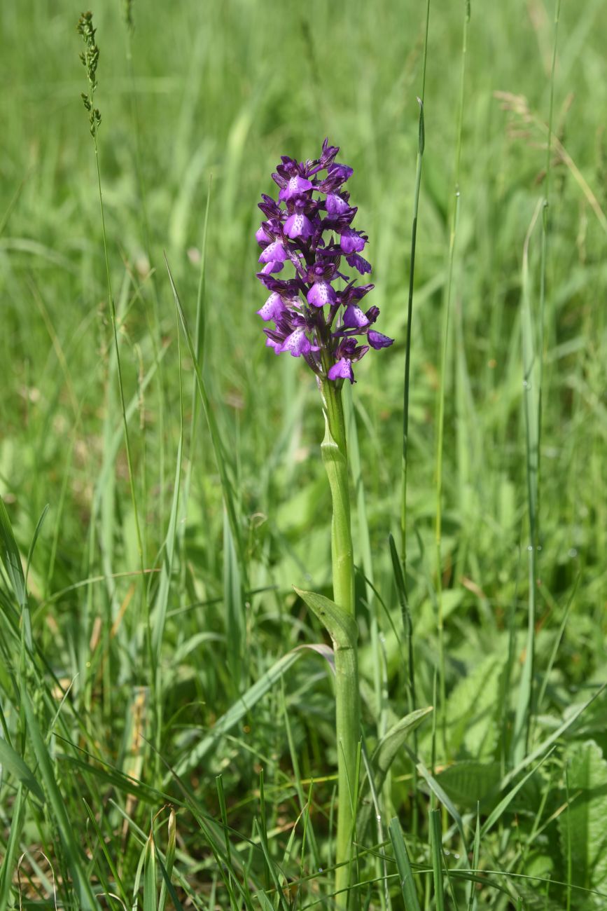 Image of Unknown species specimen.