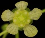 род Euonymus. Цветок. Санкт-Петербург, парк Ботанического сада БИН РАН, в культуре. 16.05.2026.