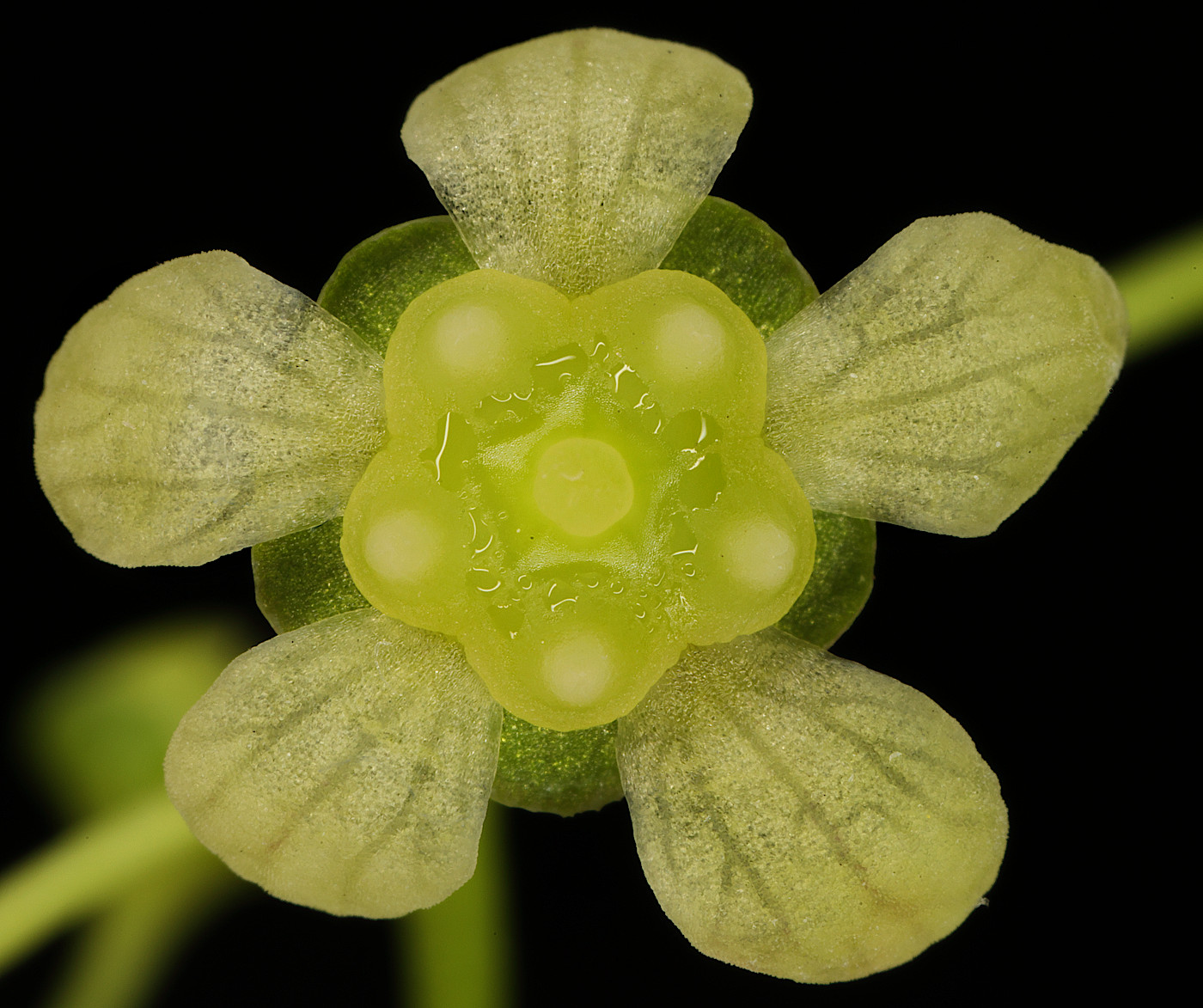 Image of genus Euonymus specimen.