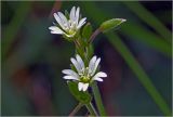 genus Cerastium. Цветки и бутон. Московская обл., Раменский р-н, окр. дер. Хрипань, садовый участок. 22.06.2026.