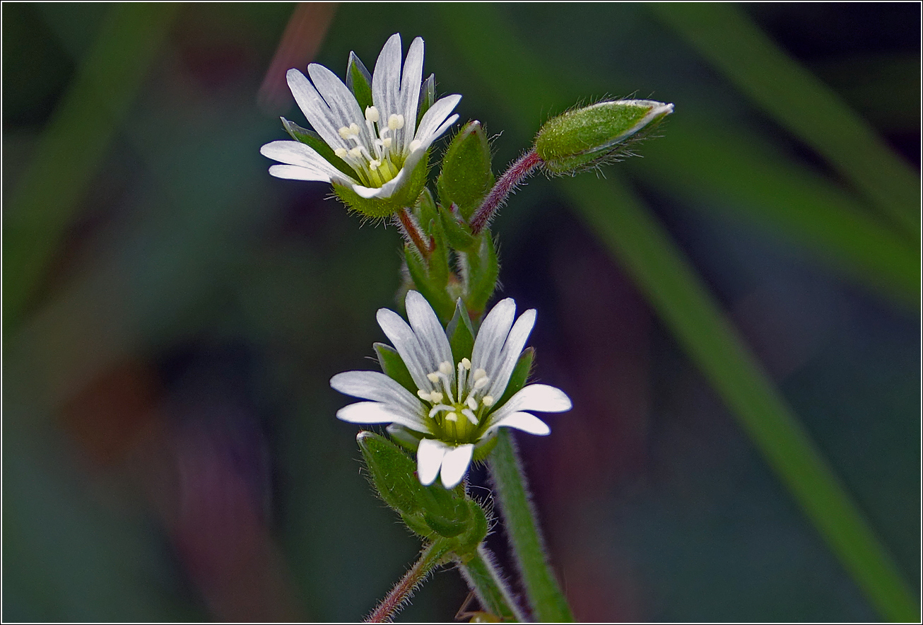 Image of genus Cerastium specimen.
