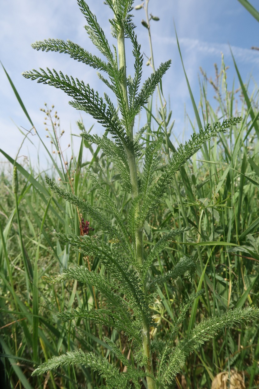 Image of Achillea setacea specimen.