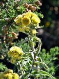 Смотреть изображение род Helichrysum
