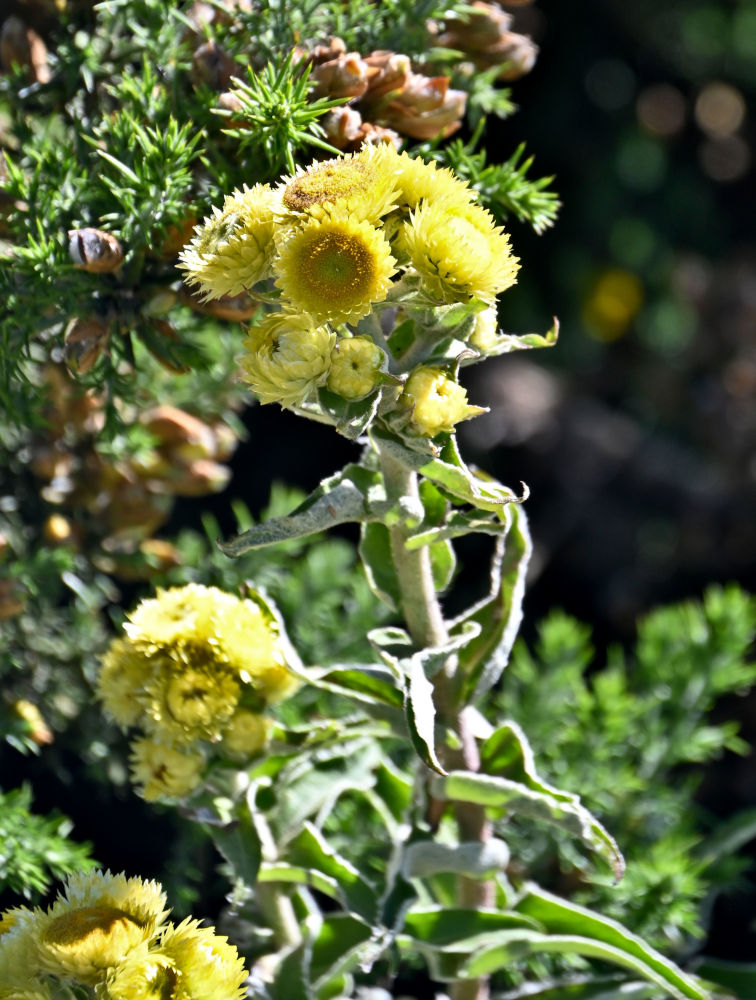 Изображение особи род Helichrysum.