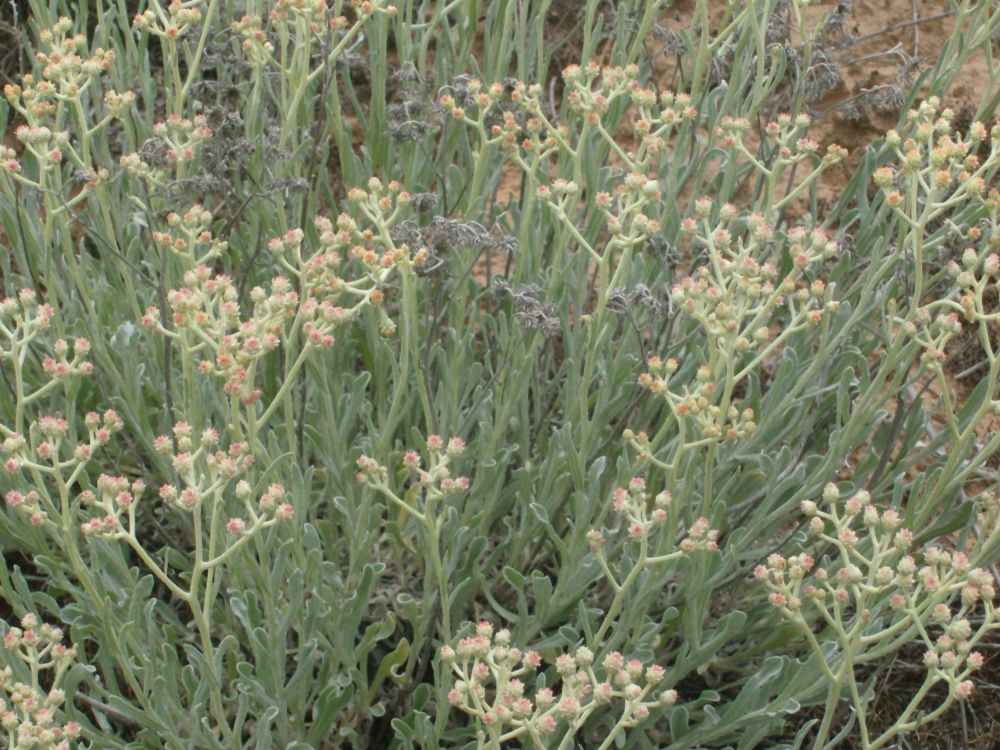 Image of Helichrysum nogaicum specimen.