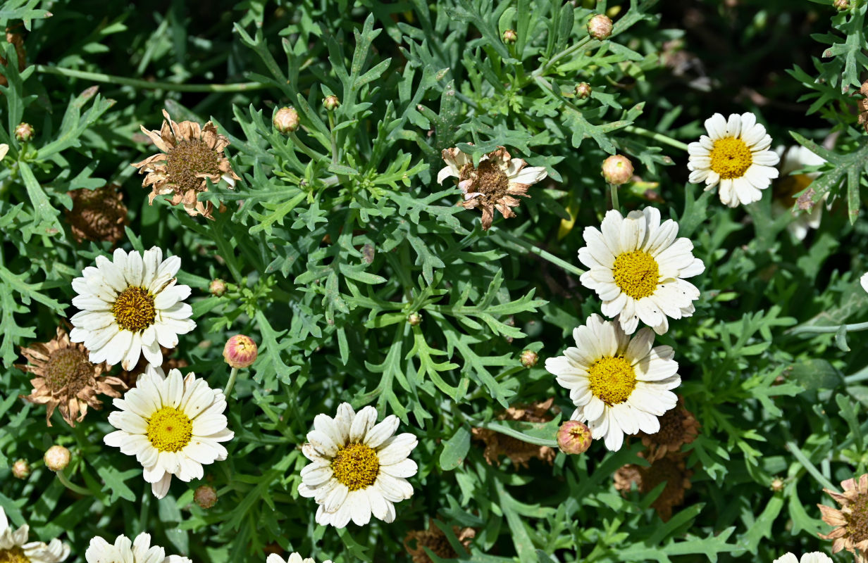 Image of Argyranthemum frutescens specimen.