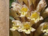 Orobanche kotschyi