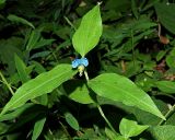 Commelina communis. Верхушка цветущего побега. Краснодарский край, муниципальное образование город-курорт Сочи, Адлерский р-н, Кудепстинский сельский округ, окр. пос. Дубравный, Кудепстинский дендропарк, широколиственный лес. 05.07.2024.