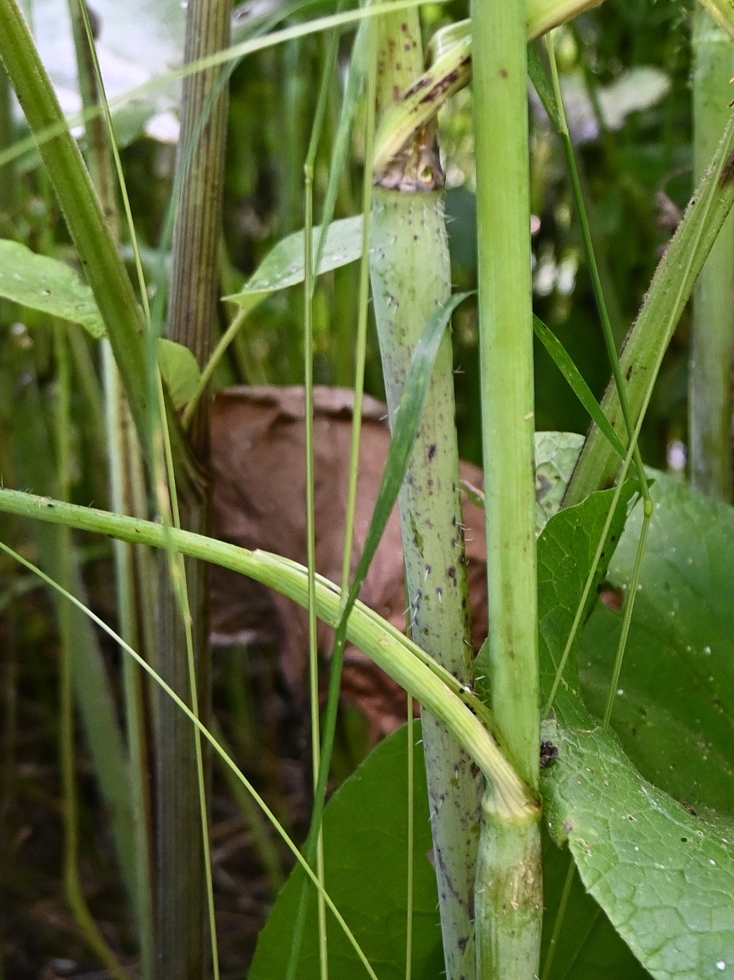 Image of Chaerophyllum bulbosum specimen.