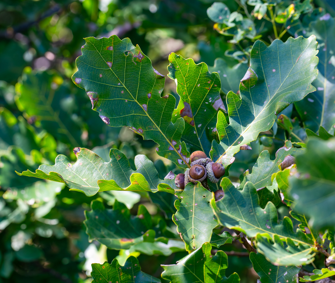 Image of Quercus wutaishanica specimen.