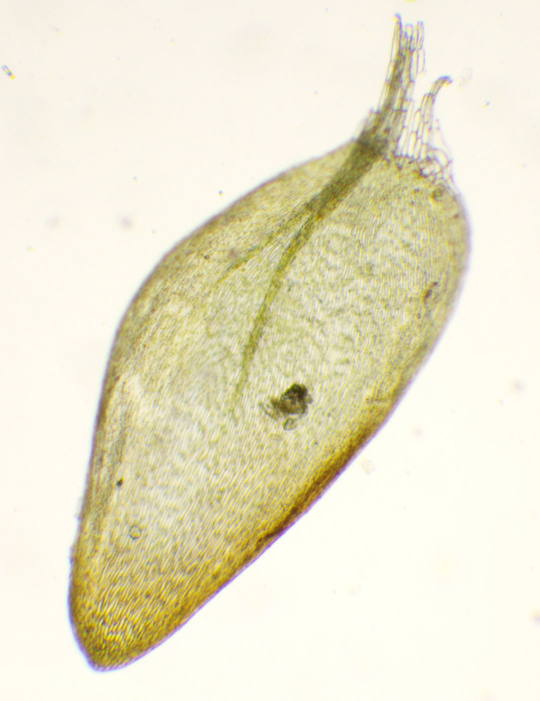Изображение особи Hygrohypnella ochracea.