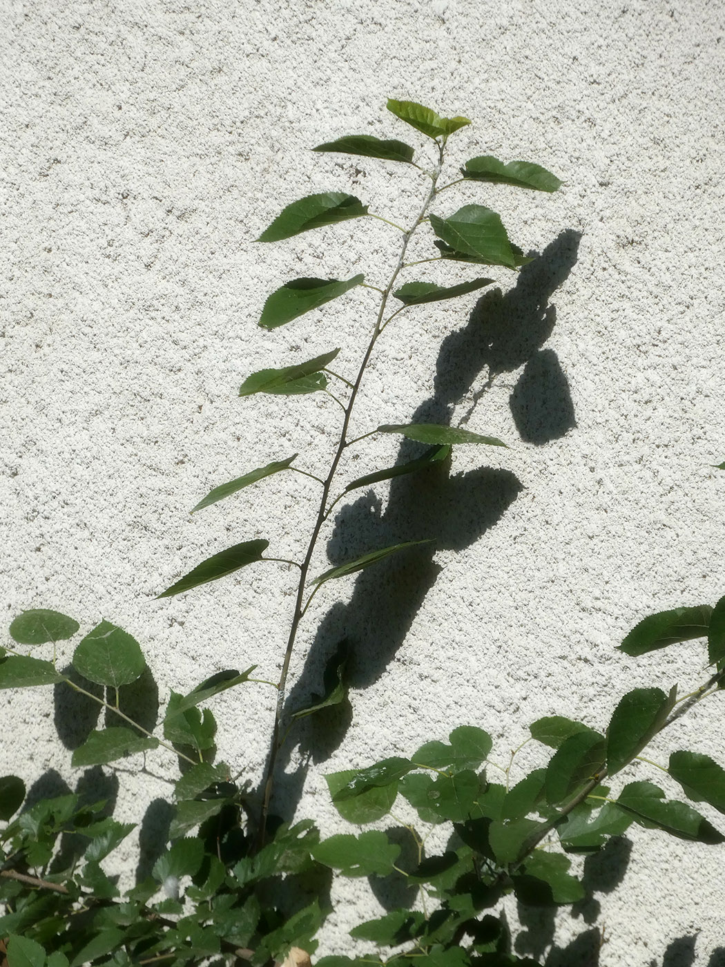 Image of Morus alba specimen.