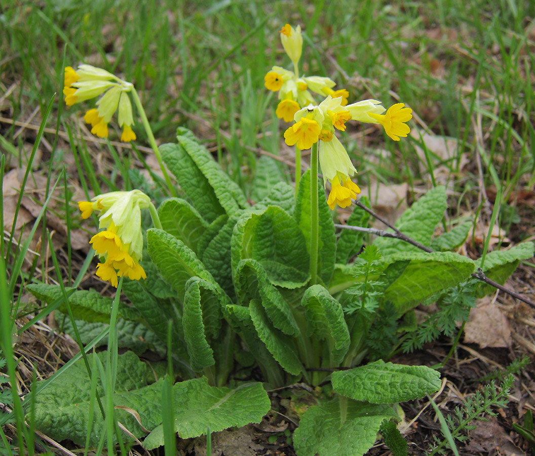 Image of Primula macrocalyx specimen.