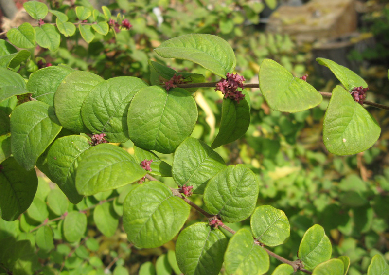 Изображение особи Symphoricarpos orbiculatus.