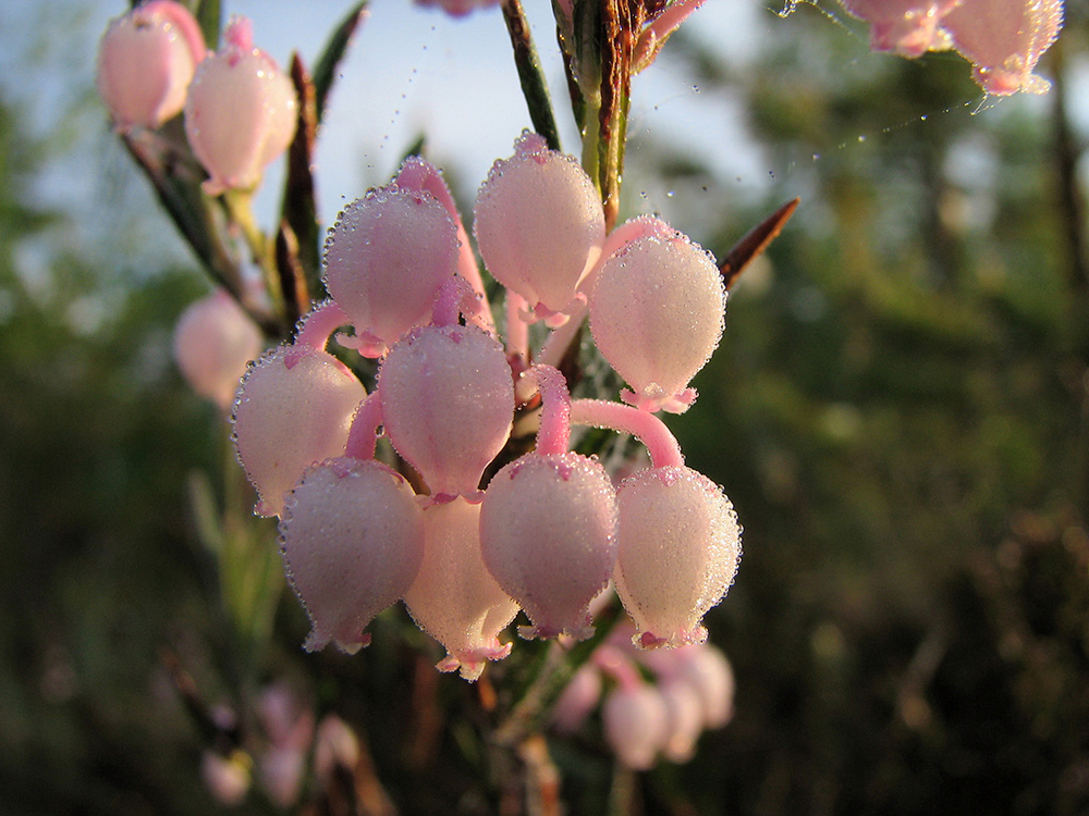 Изображение особи Andromeda polifolia.