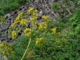 Ferula songarica