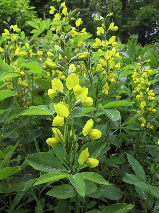 Изображение особи Thermopsis lupinoides.