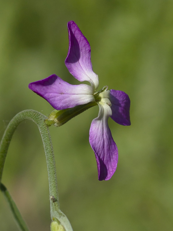 Изображение особи Matthiola bicornis.