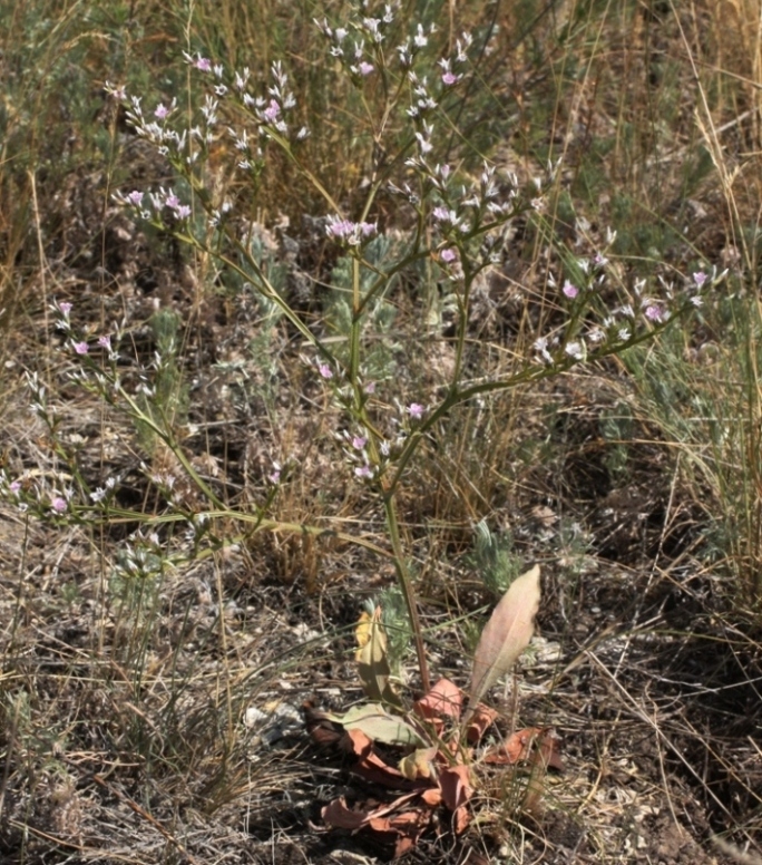 Image of Goniolimon tataricum specimen.