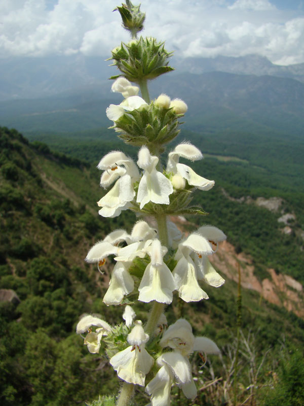 Изображение особи Phlomoides cordifolia.