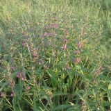 Phlomis pungens