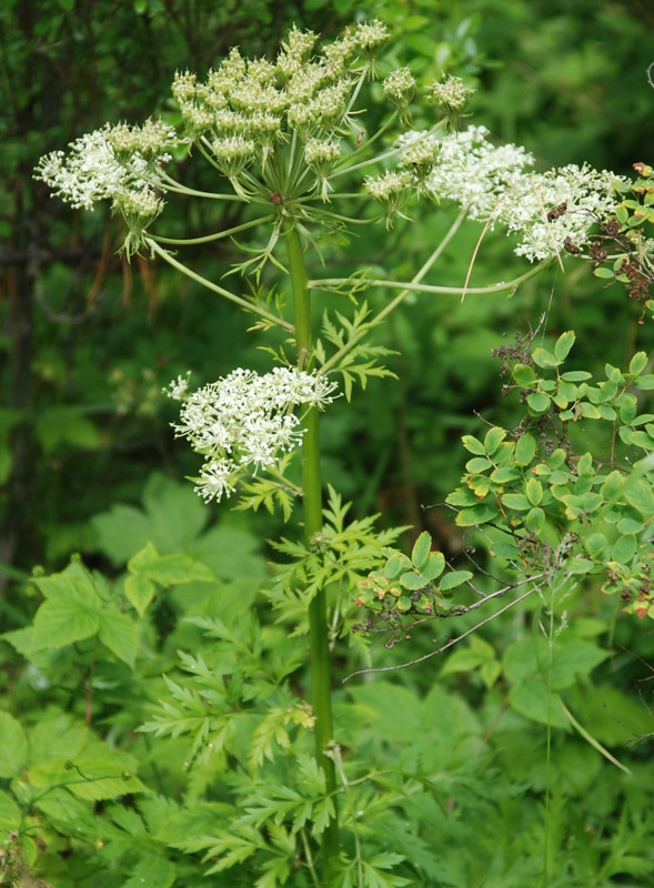 Изображение особи Pleurospermum uralense.