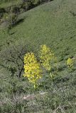 genus Ferula. Цветущие растения на горном склоне. Таджикистан, восточный склон гор Санглак, 1300 м н.у.м. 24.04.2011.