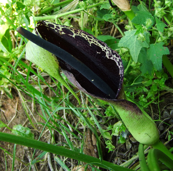 Image of Arum dioscoridis specimen.