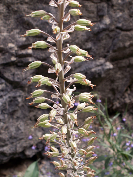 Изображение особи Eremurus comosus.