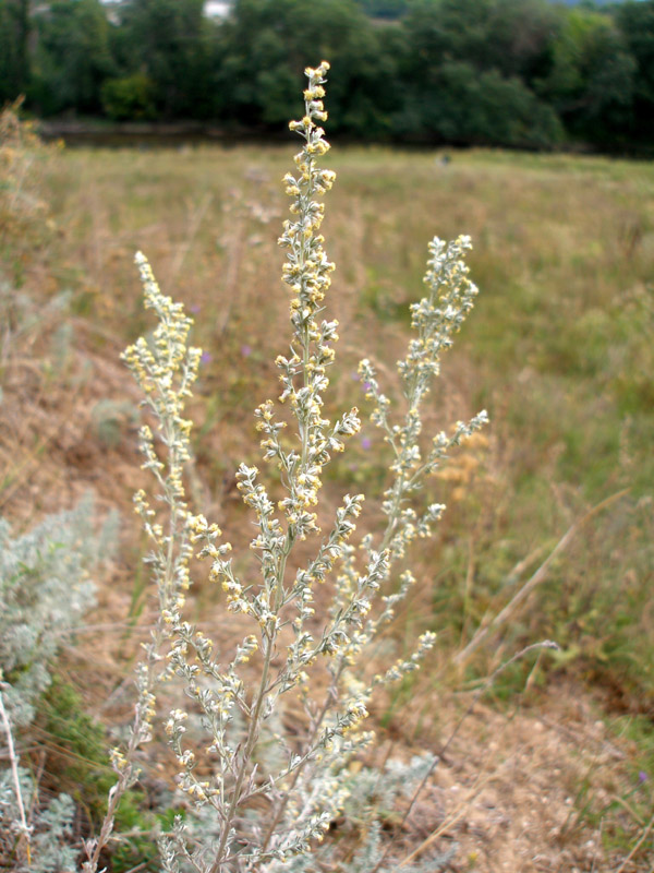Image of Artemisia austriaca specimen.