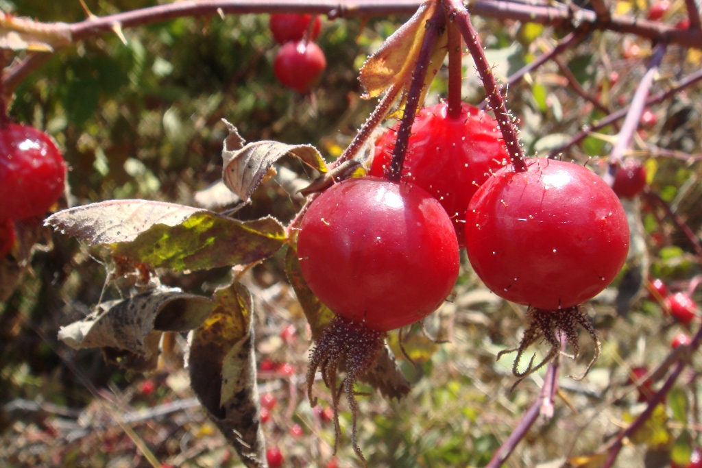 Image of Rosa villosa specimen.